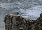 1 - Bempton Cliffs.jpg